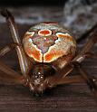 Latrodectus_hasselti_D3414_Z_89_E. of Nuendah homestead_Australie